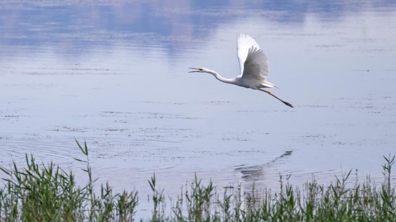 從“醬油湖”到“候鳥天堂”：烏梁素海的綠色蝶變